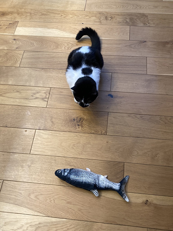 猫のおもちゃ